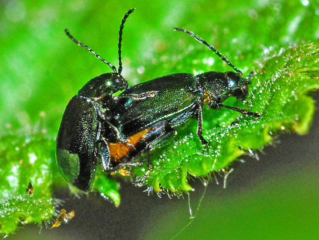 Un''allegra coppietta verde-nero: Chrysomelidae, Altica sp.